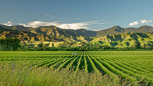 MARLBOROUGH